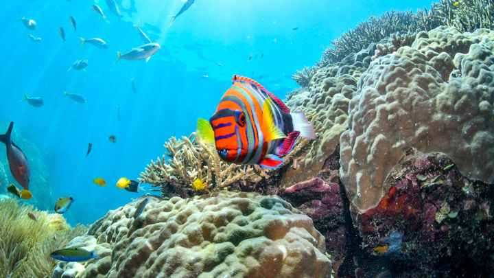 6-Day Cairns & Great Barrier Reef Adventure (STM Tours LLC)