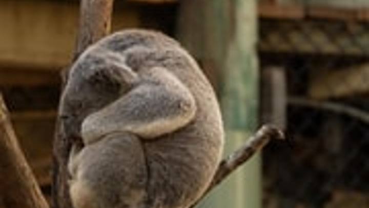 Brisbane: Koala Tour with Hotel Pickup & Morning Tea (Koala Xperience Tours)