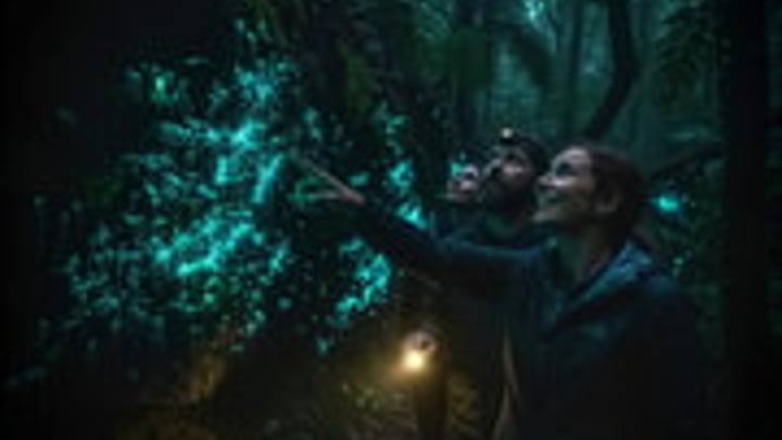 Byron Bay: Rainforest Tour with Glowworms & Waterfalls (RISE UP BYRON CONSCIOUS TOURS)