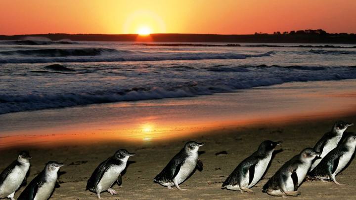 Penguin Parade, Koalas & Kangaroos day trip (Wine Hop And Coastal Tours)