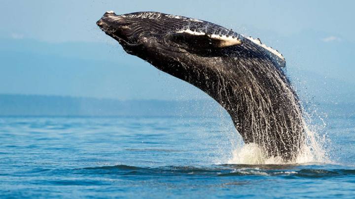 Whale Watching Adventure Cruise (Sydney Harbour Attractions)
